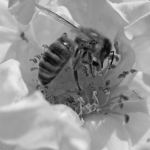 Impressionen aus Ungarn – Biene in einer Blüte